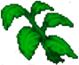 Green Plant 1.png