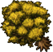 Yellow Maple.png