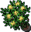 Arquivo:Yellow Flower Pot.png