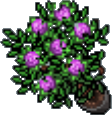 Arquivo:Pink Flower Pot.png