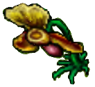 Fairy Queen (Plant).png